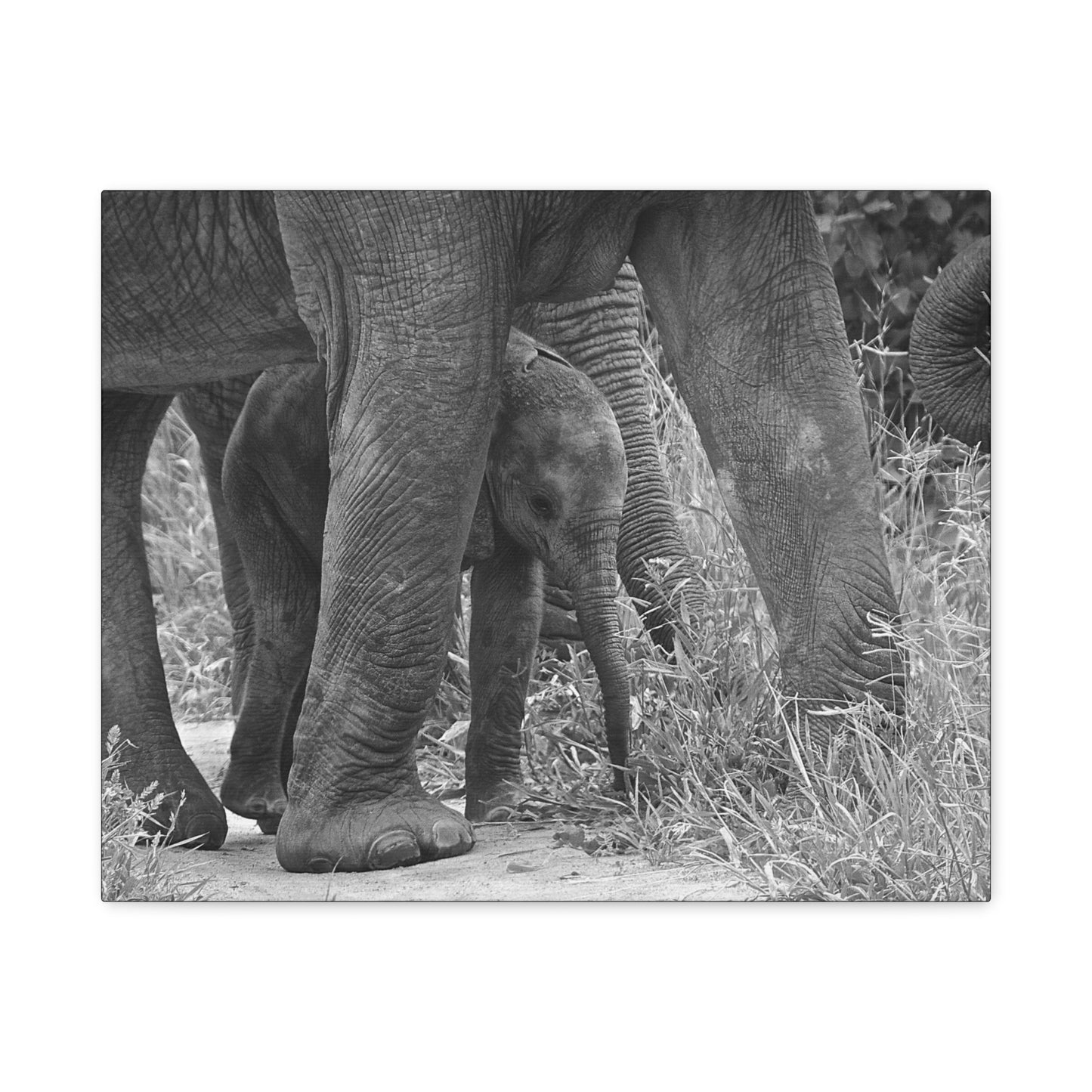 🐘 Protected – Elephant Calf Under Mother’s Belly (Canvas Print)