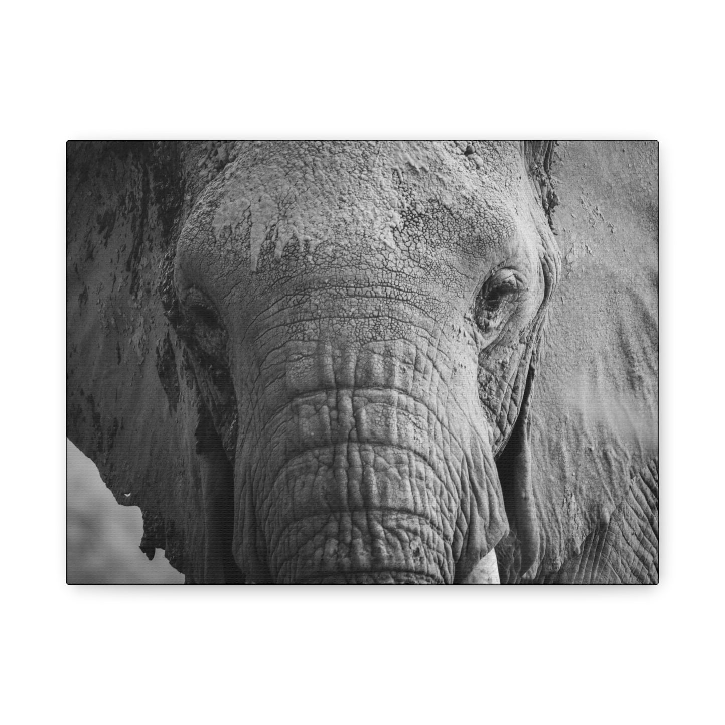 "The Look" – Black & White Elephant Canvas Print