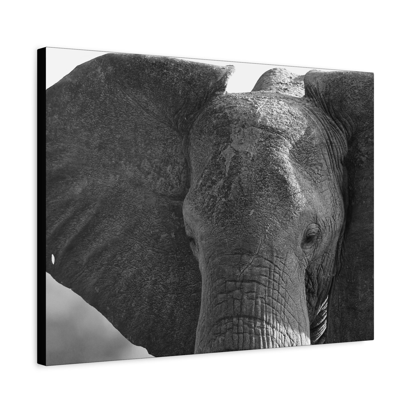 π The Presence β Black & White Elephant Face Portrait Canvas Print