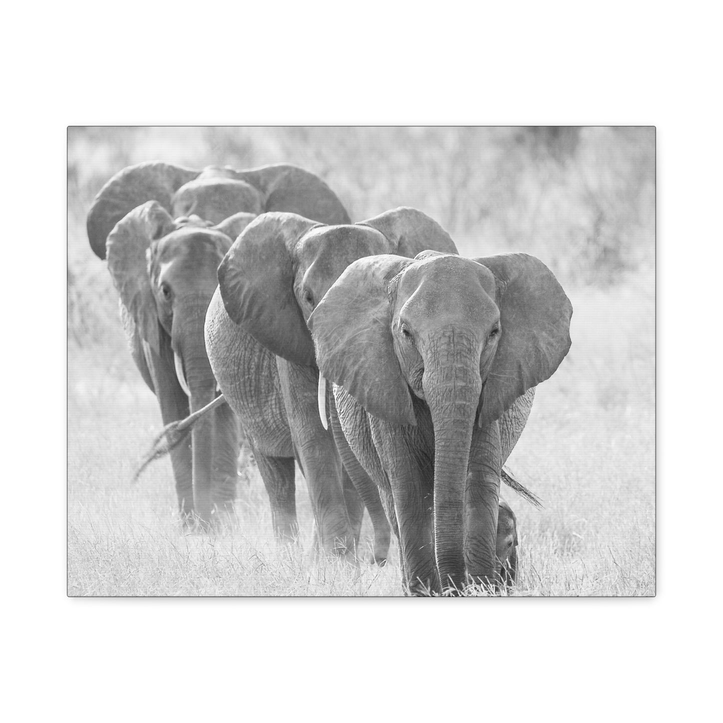 🐘 March of the Elephants – Black & White Canvas Print