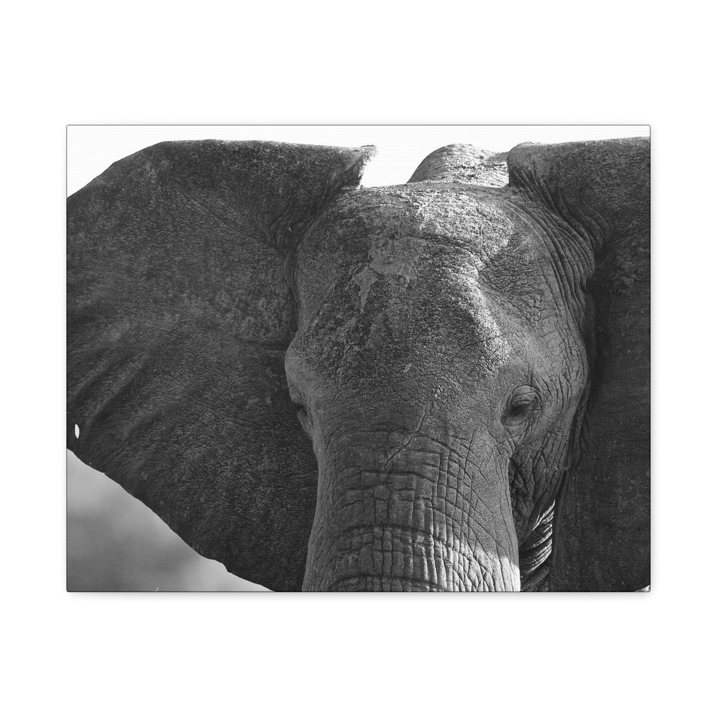 π The Presence β Black & White Elephant Face Portrait Canvas Print