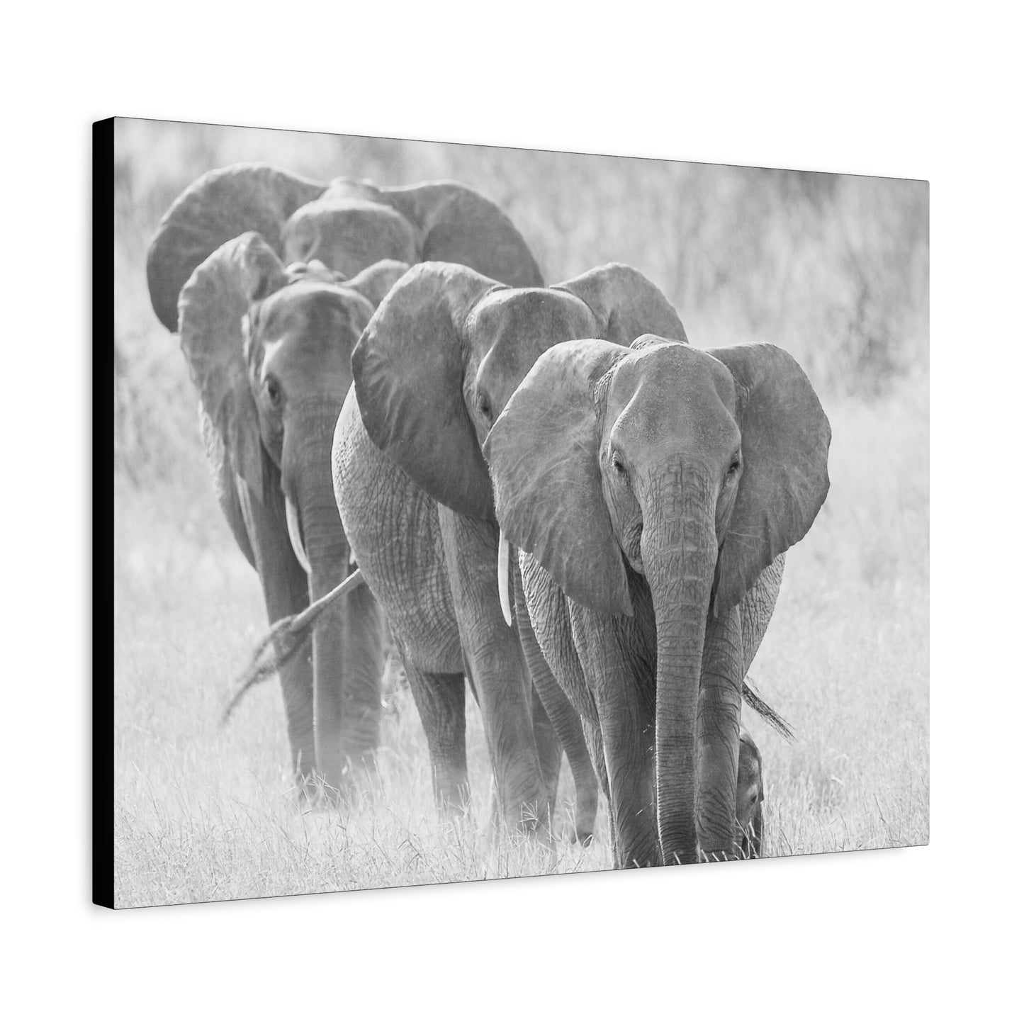 🐘 March of the Elephants – Black & White Canvas Print