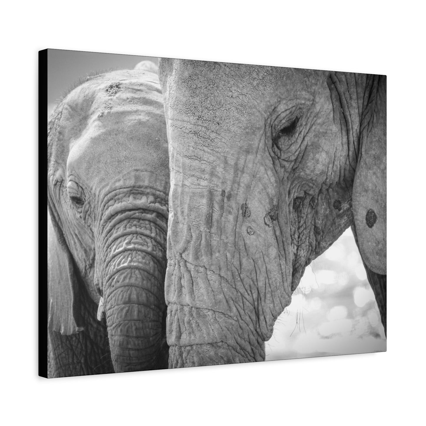 π Face to Face β Elephant Mom & Calf Canvas Print