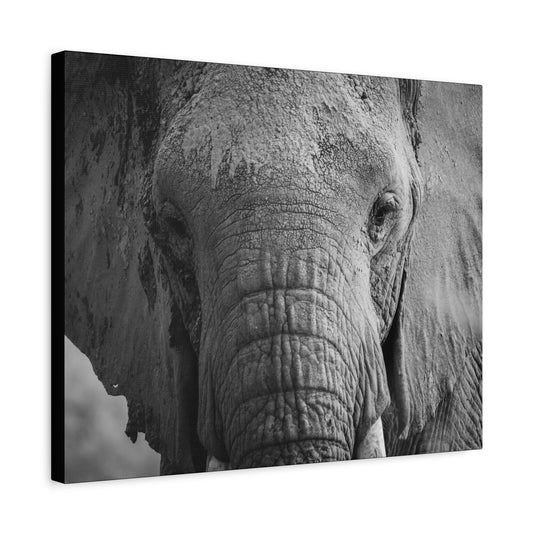 "The Look" – Black & White Elephant Canvas Print