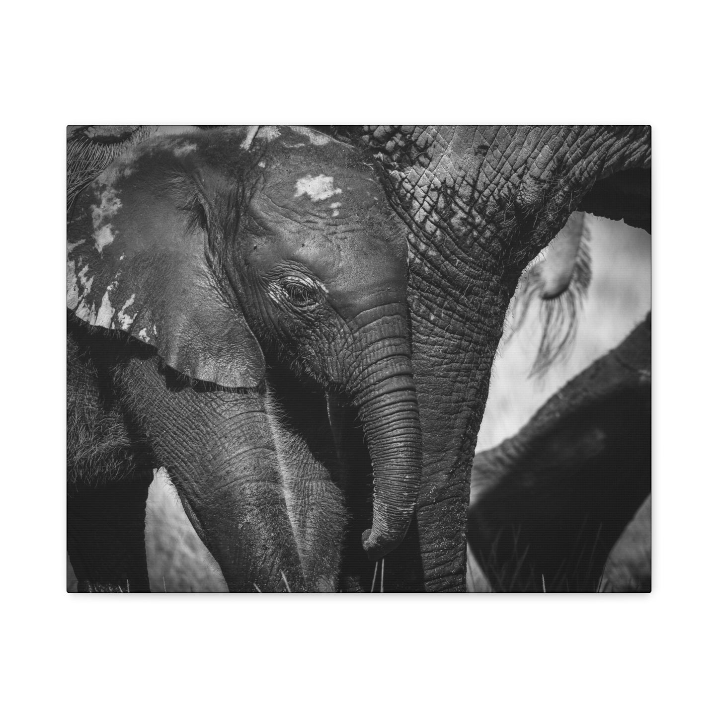 "Side by Side" – Black & White Elephant Canvas Print