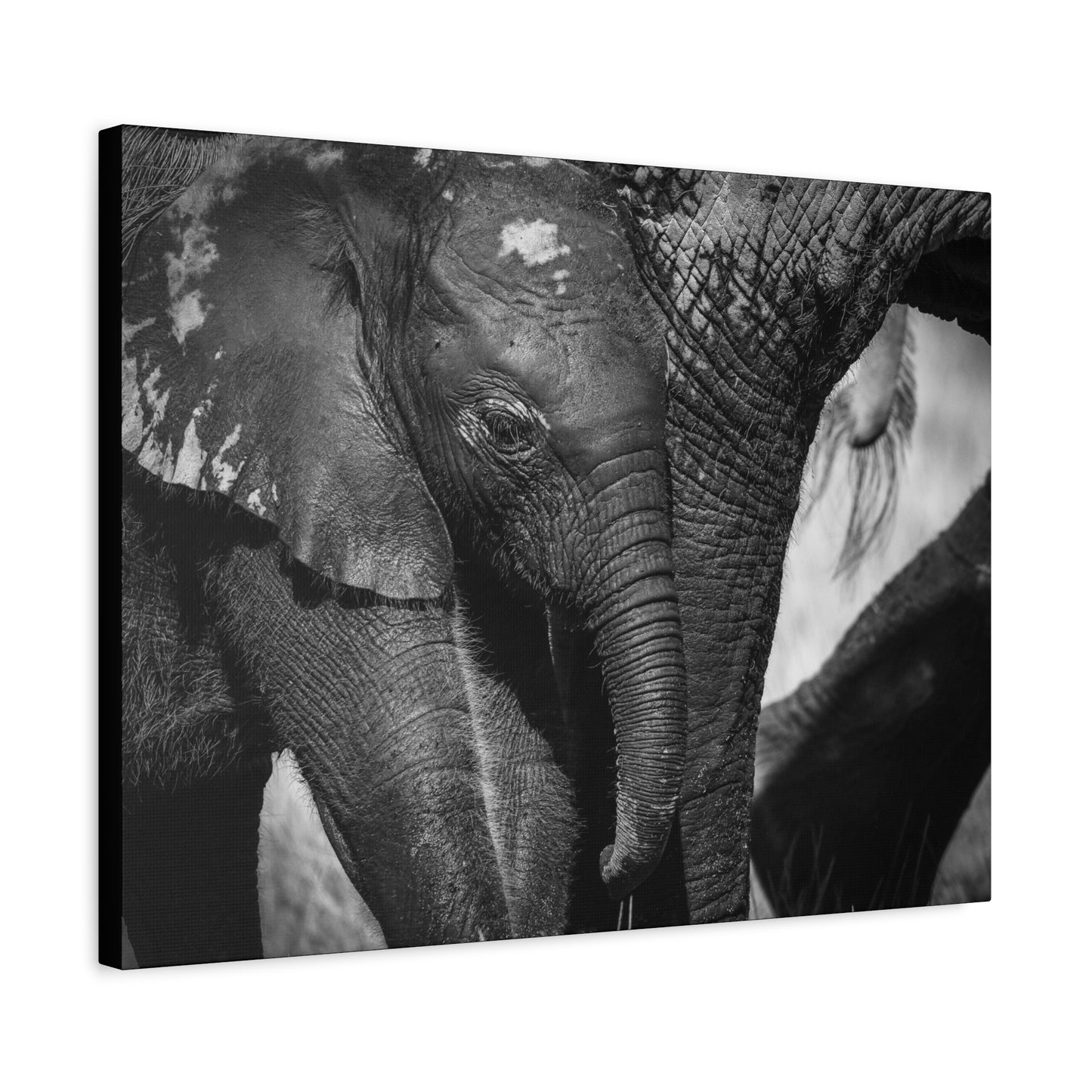 "Side by Side" – Black & White Elephant Canvas Print