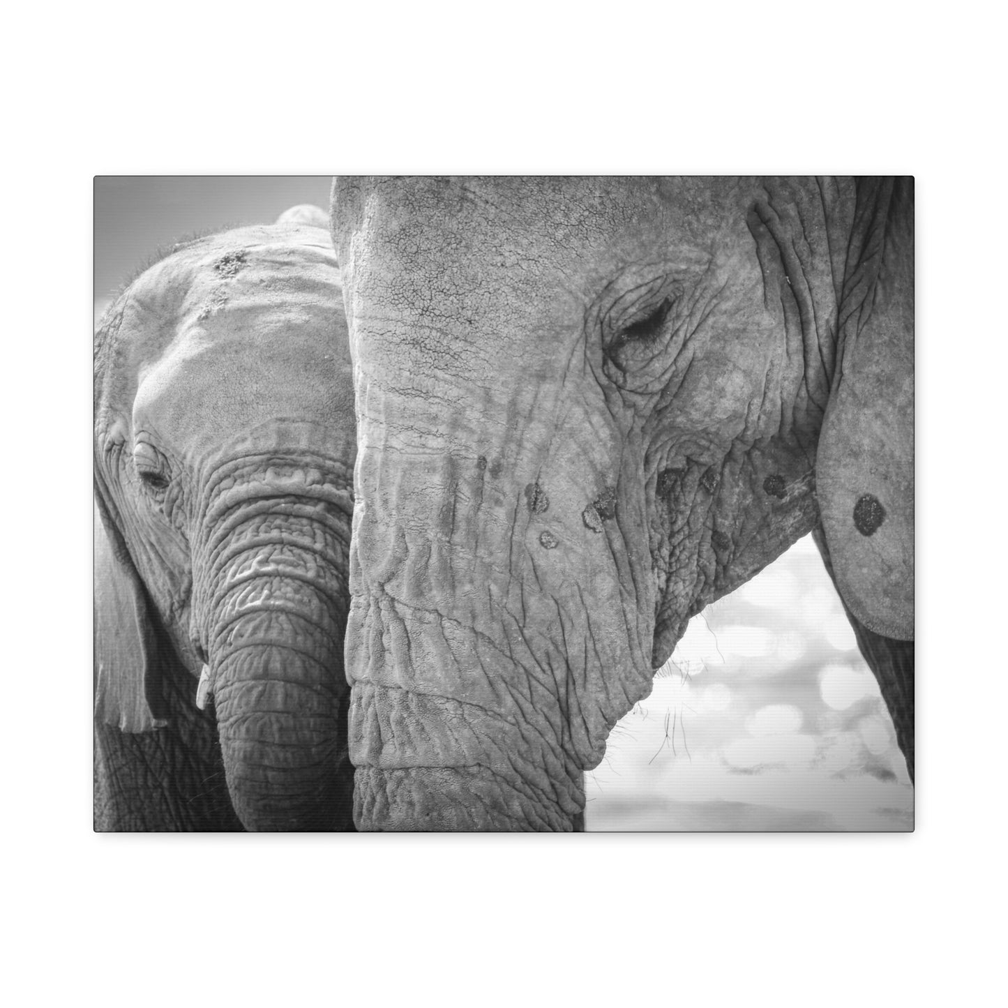 🐘 Face to Face – Elephant Mom & Calf Canvas Print