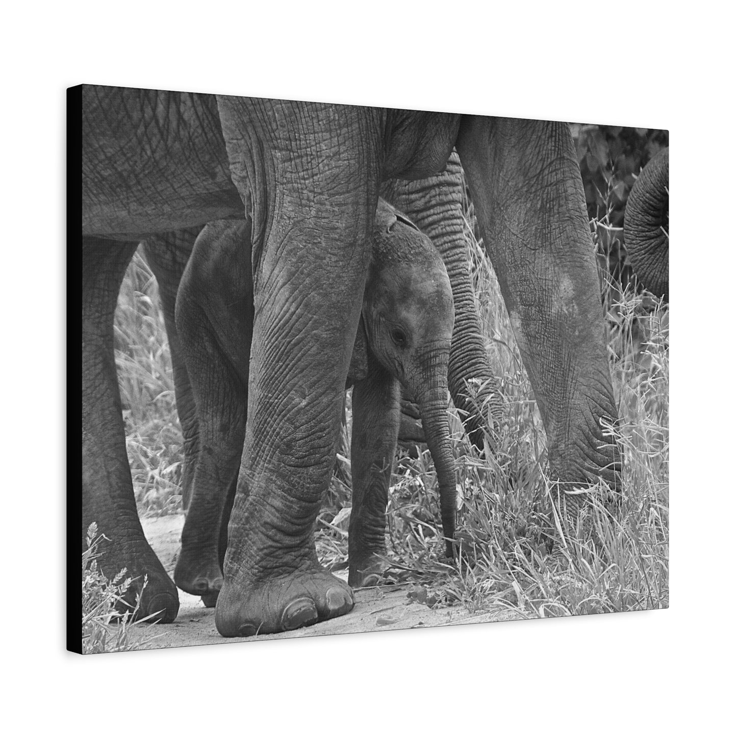 🐘 Protected – Elephant Calf Under Mother’s Belly (Canvas Print)